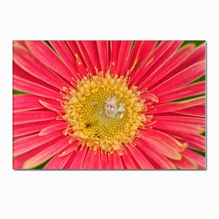 A Red Flower Postcards 5  x 7  (10 Pack)