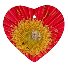 A Red Flower Heart Ornament (two Sides) by natureinmalaysia