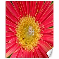 A Red Flower Canvas 8  X 10  (unframed)