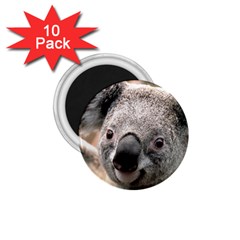 Koala 1 75  Button Magnet (10 Pack)