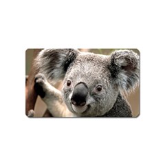 Koala Magnet (name Card)