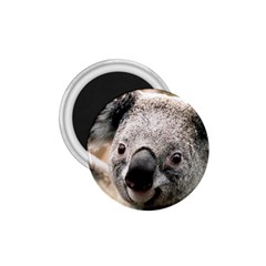 Koala 1 75  Button Magnet by vipahi