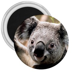 Koala 3  Button Magnet by vipahi