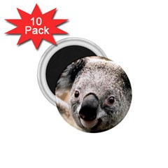 Koala 1 75  Button Magnet (10 Pack) by vipahi