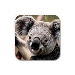 Koala Drink Coasters 4 Pack (square) by vipahi