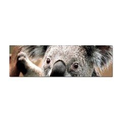 Koala Bumper Sticker