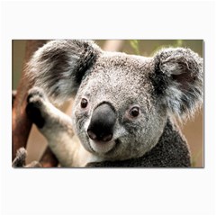 Koala Postcard 4 x 6  (10 Pack) by vipahi