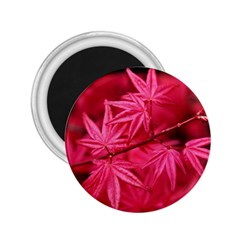 Red Autumn 2.25  Button Magnet