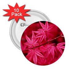 Red Autumn 2.25  Button (10 pack)