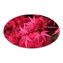 Red Autumn Magnet (Oval)