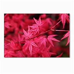 Red Autumn Postcard 4 x 6  (10 Pack)