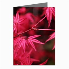 Red Autumn Greeting Card (8 Pack)