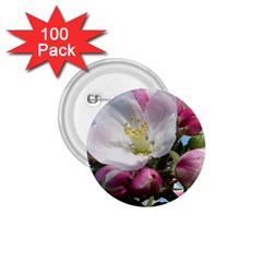 Apple Blossom  1 75  Button (100 Pack) by ADIStyle