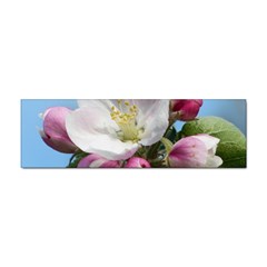 Apple Blossom  Bumper Sticker