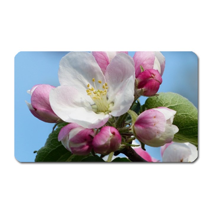 Apple Blossom  Magnet (Rectangular)