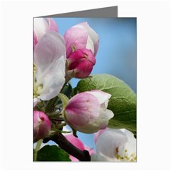 Apple Blossom  Greeting Card (8 Pack)