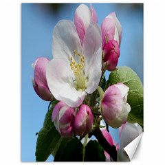 Apple Blossom  Canvas 12  X 16  (unframed) by ADIStyle