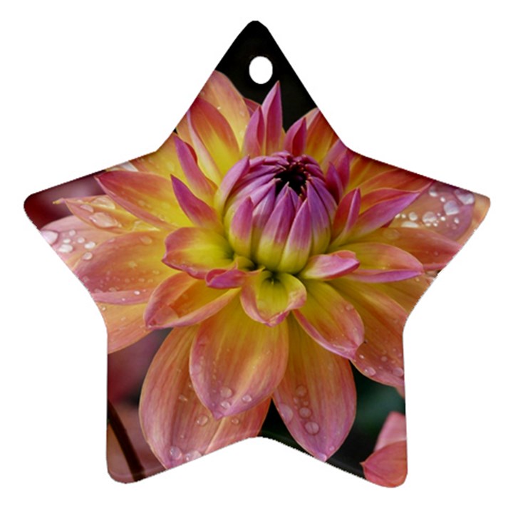 Dahlia Garden  Star Ornament