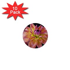 Dahlia Garden  1  Mini Button (10 Pack)