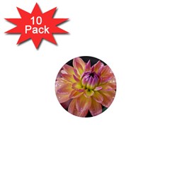 Dahlia Garden  1  Mini Button Magnet (10 Pack)