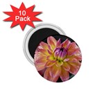 Dahlia Garden  1.75  Button Magnet (10 pack) Front