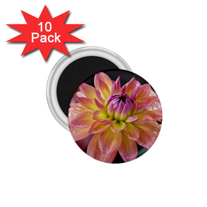 Dahlia Garden  1.75  Button Magnet (10 pack)