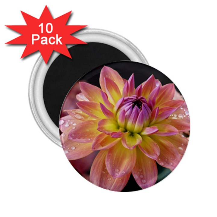 Dahlia Garden  2.25  Button Magnet (10 pack)