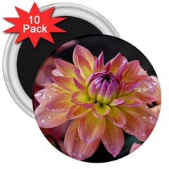 Dahlia Garden  3  Button Magnet (10 Pack) by ADIStyle