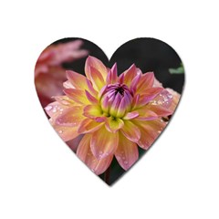 Dahlia Garden  Magnet (heart) by ADIStyle