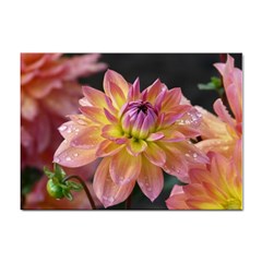 Dahlia Garden  A4 Sticker 10 Pack