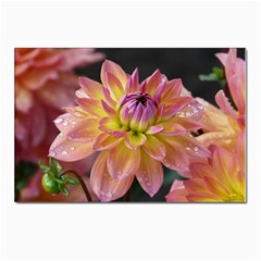 Dahlia Garden  Postcards 5  X 7  (10 Pack) by ADIStyle