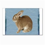 Cute Bunny Postcards 5  x 7  (10 Pack) Front