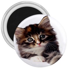 Curious Kitty 3  Button Magnet by mysticalimages