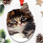 Curious Kitty Oval Ornament Front