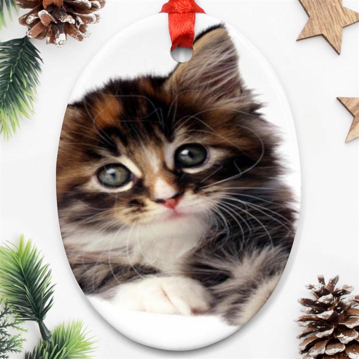 Curious Kitty Oval Ornament