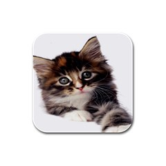 Curious Kitty Drink Coasters 4 Pack (square) by mysticalimages