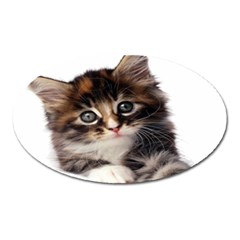 Curious Kitty Magnet (oval) by mysticalimages