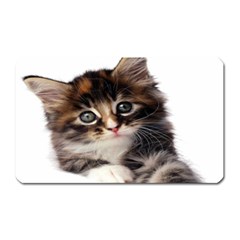 Curious Kitty Magnet (rectangular) by mysticalimages