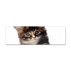 Curious Kitty Bumper Sticker 10 Pack