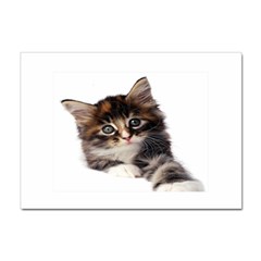 Curious Kitty A4 Sticker 10 Pack