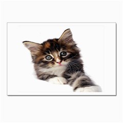 Curious Kitty Postcards 5  X 7  (10 Pack) by mysticalimages