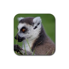 Ring Tailed Lemur  2 Drink Coaster (square) by smokeart