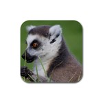 Ring Tailed Lemur  2 Drink Coasters 4 Pack (Square) Front