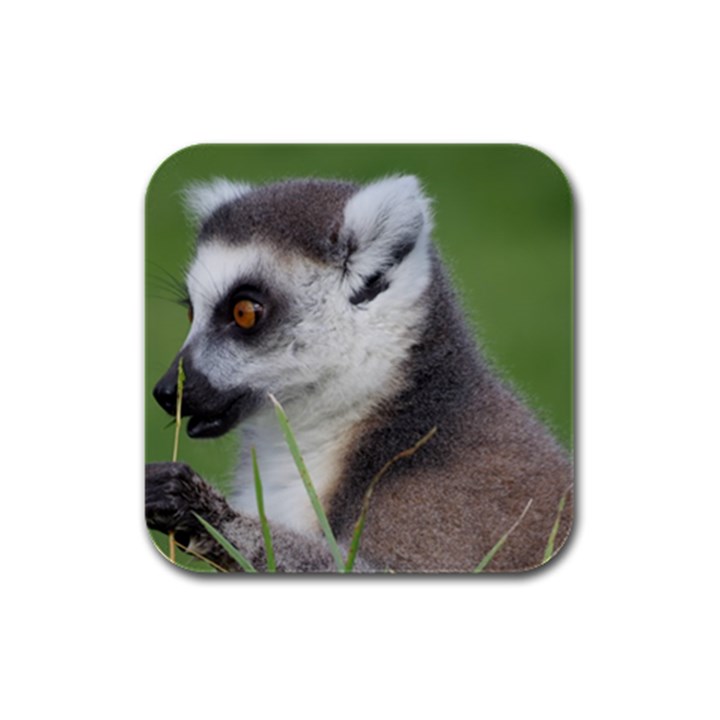 Ring Tailed Lemur  2 Drink Coasters 4 Pack (Square)