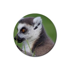 Ring Tailed Lemur  2 Drink Coasters 4 Pack (round) by smokeart