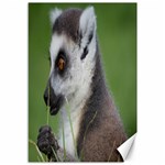 Ring Tailed Lemur  2 Canvas 12  x 18  (Unframed) 11.88 x17.36  Canvas - 1