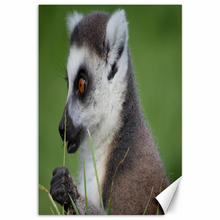 Ring Tailed Lemur  2 Canvas 12  x 18  (Unframed)