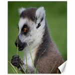 Ring Tailed Lemur  2 Canvas 16  x 20  (Unframed) 15.75 x19.29  Canvas - 1