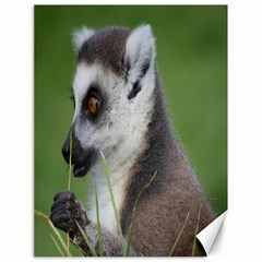 Ring Tailed Lemur  2 Canvas 18  X 24  (unframed) by smokeart