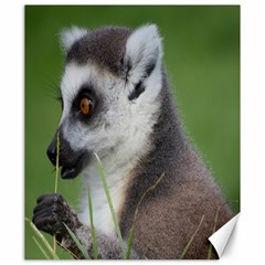 Ring Tailed Lemur  2 Canvas 20  X 24  (unframed)